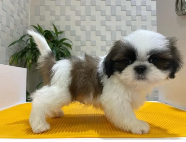 Nino Shih Tzu  Male - Image 2