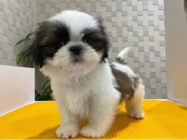 Shih Tzu puppy for sale