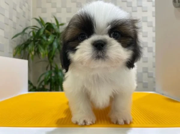 Shih Tzu puppy for sale