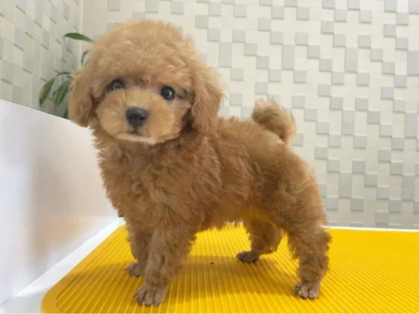poodle puppies for sale near m