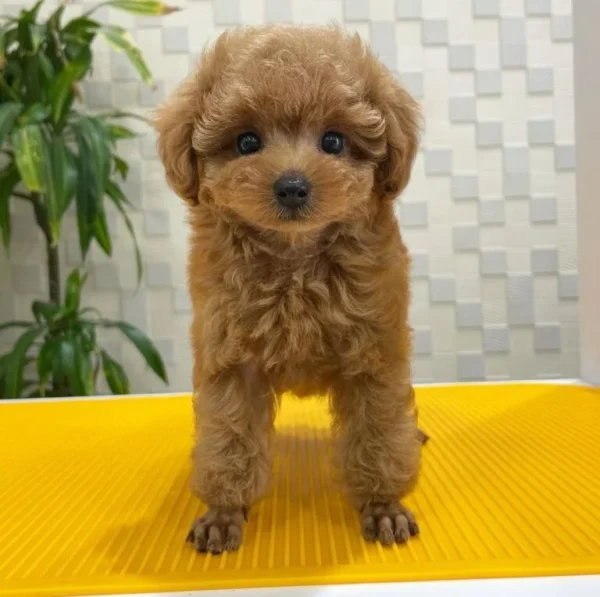 Esco Poodle Male - Image 3
