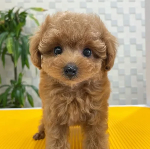 poodle puppies for sale near m