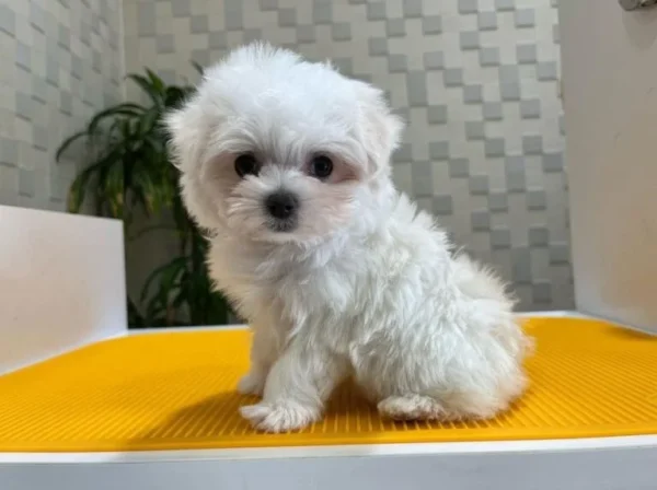 Zica Maltese  Male - Image 2
