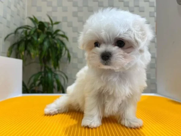 Maltese puppy for sale