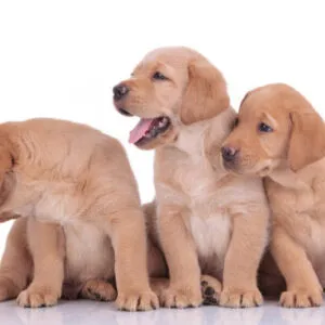 Affectionate yellow Labrador Retriever puppy for sale - Treasured Puppies Home