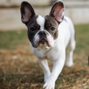 Healthy blue fawn French Bulldog puppy for sale