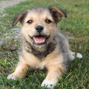 Mixed Breed Puppies For Sale