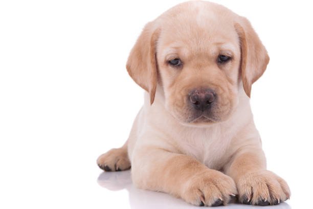 Step By Step Guide For The Best Puppy Bath